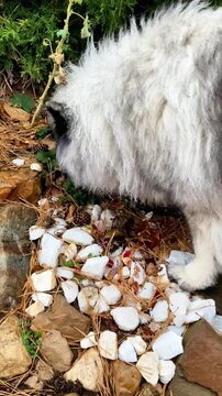 fluffy Keeshond dog eats young shoots of grass on the ground