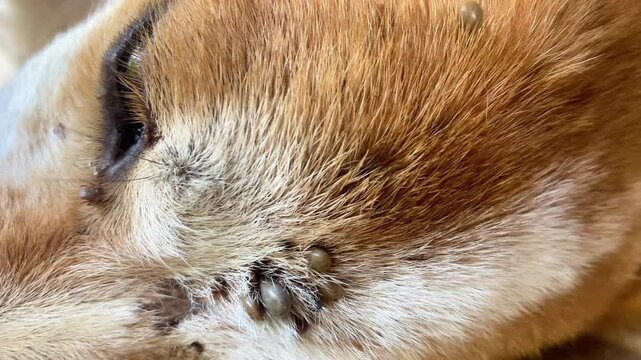 many ticks on a dog's head, portrait of a dog infected with ticks, Lyme disease, borreliosis