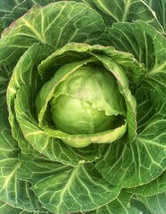 Obraz premium fresh cabbage close-up. green leaves - macro. green background for banner. 