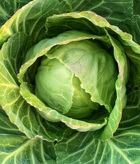 Fototapeta premium fresh cabbage close-up. green leaves - macro. green background for banner. 