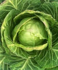 fresh cabbage close-up. green leaves - macro. green background for banner.	