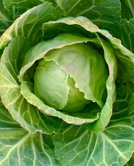 Obraz premium fresh cabbage close-up. green leaves - macro. green background for banner. 