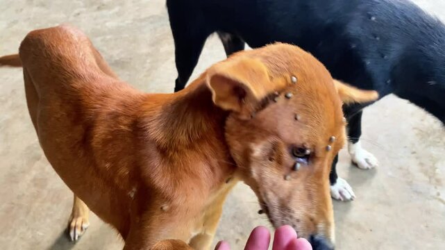 portrait of a dog with ticks on the head and body, a large number of ticks on domestic animals, encephalitis, borreliosis