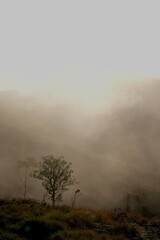 Serene Misty Hills with Solitary Trees at Dawn