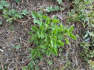 Lemon balm (Melissa officinalis). Close-up of green and fresh leaves of Melissa officinalis. Young organic Lemon balm (Melissa officinalis) plant growing in the garden. Fresh aromatic herb.
