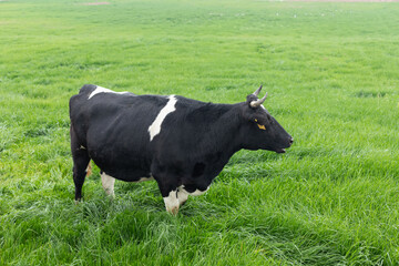 Black and white cows in a green lawn