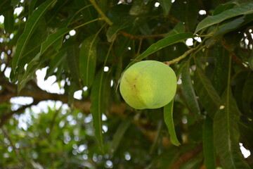 mangos on tree