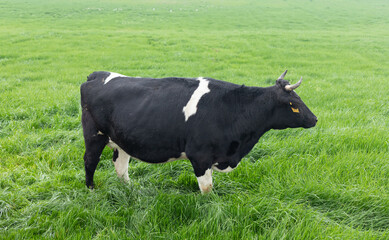 Black and white cows in a green lawn