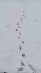 footprints in the snow