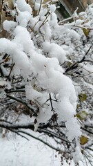 snow covered trees