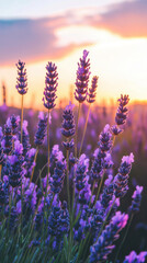 Obraz premium elegant beautiful natural lavender field with beautiful nature, blue hour 