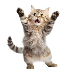 Fototapeta premium happy cute cat isolated on white