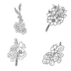 Sketch Floral Botany Collection. Magnolia flower drawings. Black and white with line art