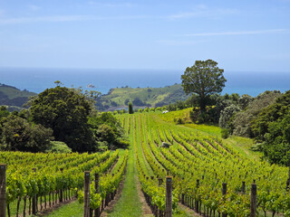 Naklejka premium Scenic Vineyard with Ocean View Under Blue Sky
