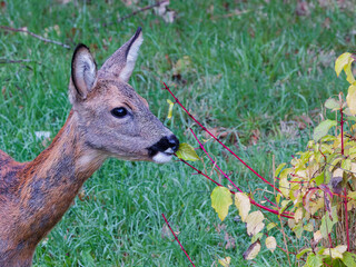 femelle chevreuil (chevrette)