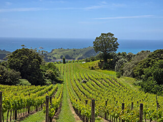 Scenic Vineyard Overlooking the Ocean Landscape
