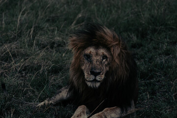 lion in the plains of Africa