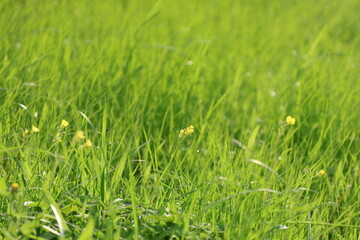 green grass background