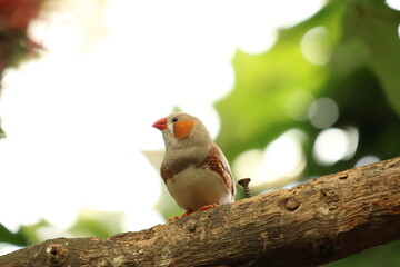 Close up view of Sunda zebra finch