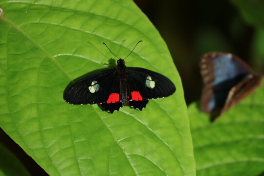 Close up view of Parides iphidamas