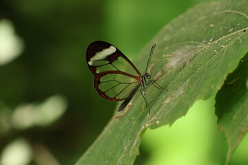 Close up view of Greta oto butterfly