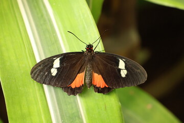 Close up view of Parides iphidamas