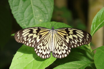 Close up of Idea leuconoe