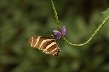 Close up of Heliconius charitonius