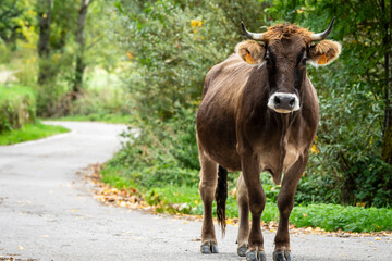 cow walking along the main road towards Lois, Lois town, municipality of Crémenes, Autonomous Community of Castile and Leon, Spain