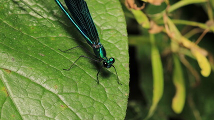 zygoptera green dragonfly macro photo