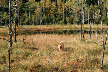 red dog in the grass