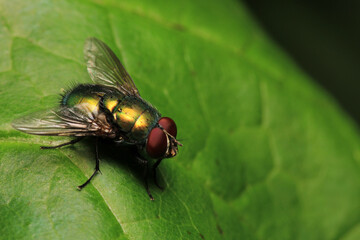 sarcophaga carnaria fly macro photo