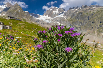 Fototapeta premium Val Veny scenic landscape in Courmayeur valley, Italy on Tour du Mont Blanc hiking route. Alps beautiful landscape, scenic view of the alpine peaks, green fields and meadow with flowers and blue sky
