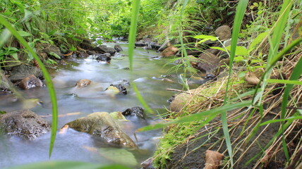 photo of stream in natural forest