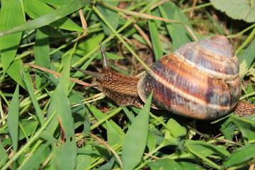 cornu aspersum snail animal macro photo