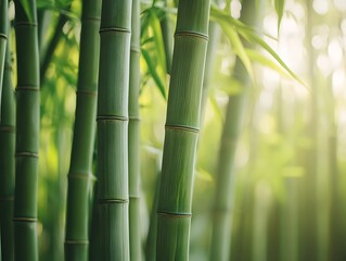 Bamboo trees and its segments with blurry background