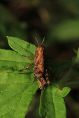 rufous grasshopper insect macro photo