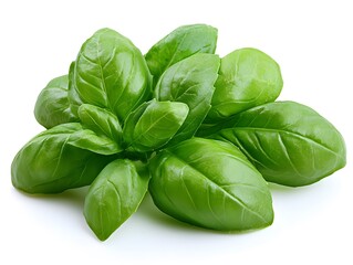 Fototapeta premium Basil, a culinary herb of the family Lamiaceae, a tender plant, used in cuisines worldwide, on white background.