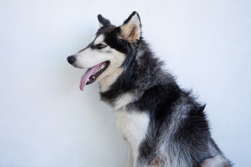 Domestic husky dog portrait