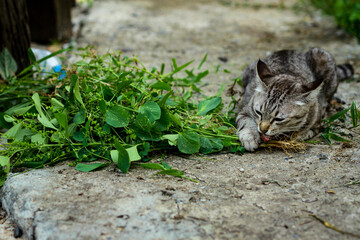 A tabby cat happily chewing on herbs or catnip on a green lawn. Modern cat breeding concept.