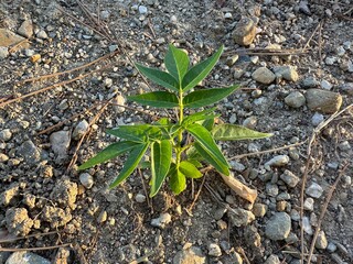 Close-up of Ailanthus altissima sapling fresh leaves. Beautiful smelly tree sapling. Ailanthus altissima growing in the field. Smelly tree, Chinese Tree of Heaven, Simaroubaceae family.

