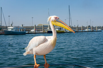 Pelican on the deck of a tourist cruise tour boat in Walvis Bay, Namibia, Africa