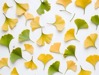 Naklejka premium Green and yellow ginkgo biloba leaves on white background