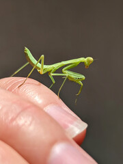 A large green mantis sits on the hand, in the palm of the girl. Summer photographs of insects.