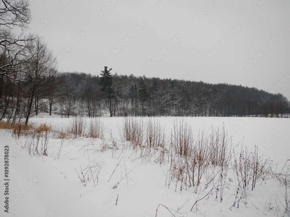 Poster white snow on fields, forests paths, horizon with dark forest with deciduous and coniferous trees an