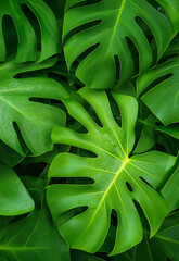 Tropical Leaf Frame with White Background Tropical plant leaves frame a light green background, creating a fresh and vibrant nature-inspired border for designs 
