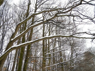 Obraz premium Deciduous branches trees with snow in forest - natural snowy scene. Topics: weather, forestry, natural environment, vegetation, season, nature, background
