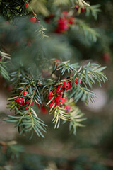 A close-up of red yew berries on lush green evergreen branches, with soft focus and natural lighting. Perfect for nature, seasonal, or botanical themes, evoking tranquility and outdoor beauty.