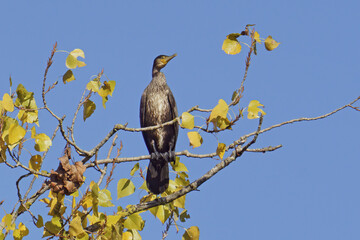 great black cormorant perched on a poplar tree against a clear sky
