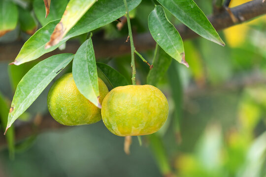 Le mandarinier
